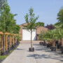 Amberboom (Liquidambar styraciflua)